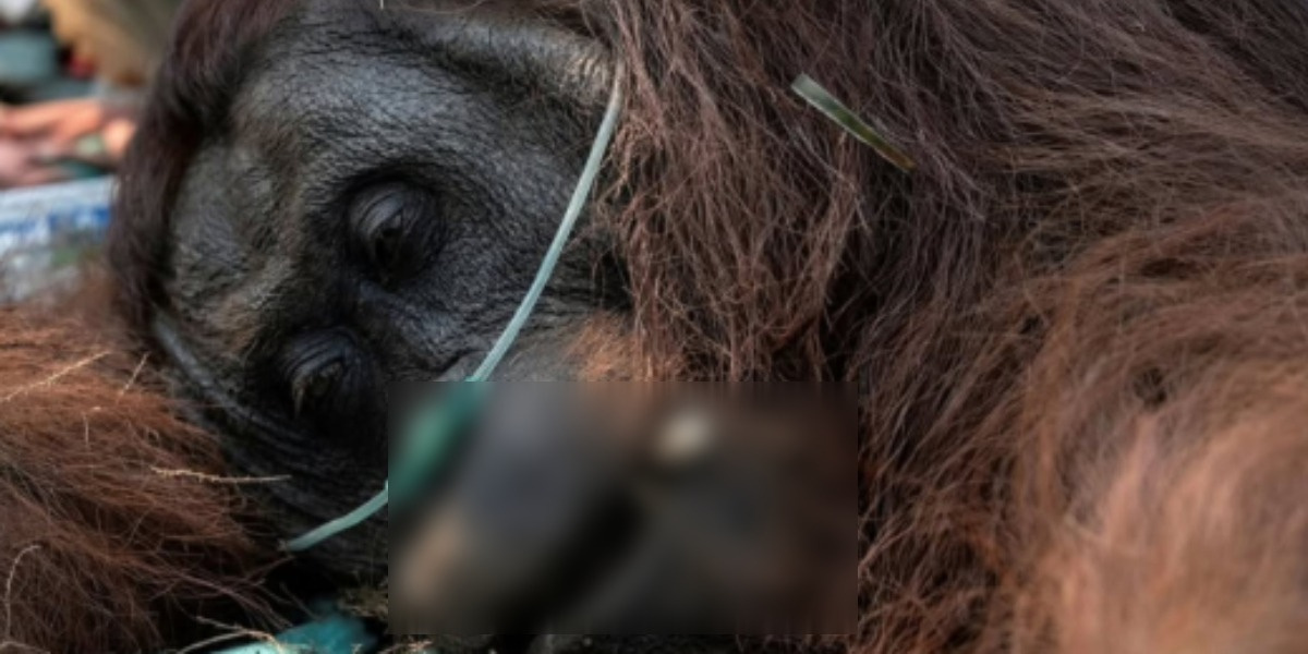 Diduga Terpapar Asap Karhutla, Nyawa Orang Utan Kalbar Tak Tertolong usai Sempat Ditemukan di Kebun Warga
